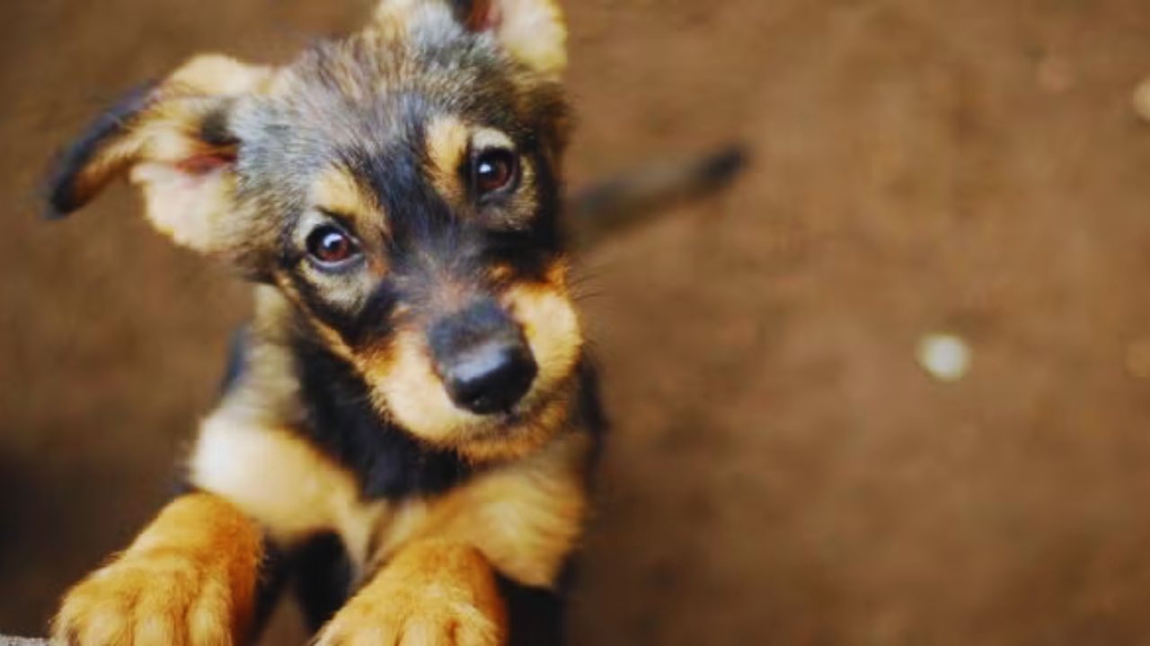 Dogs Available for Adoption: Check Nearby Shelters