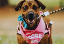 Find Trusted Dog Adoption Listings Nearby: Connect With Local Shelters Easily