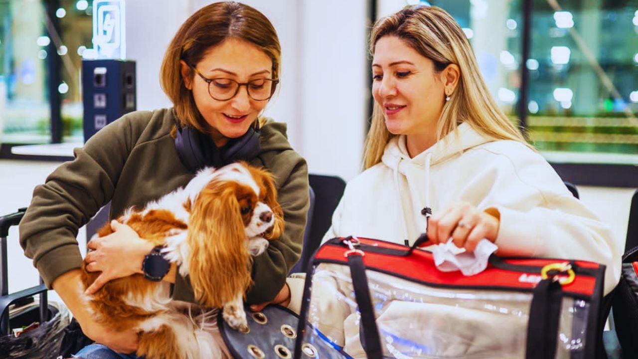 Find Trusted Dog Adoption Listings Nearby: Connect With Local Shelters Easily