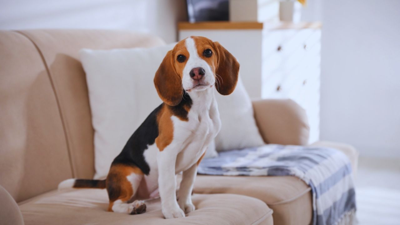 Find Pet-Friendly Apartments: Your Guide to Rentals That Welcome Pets