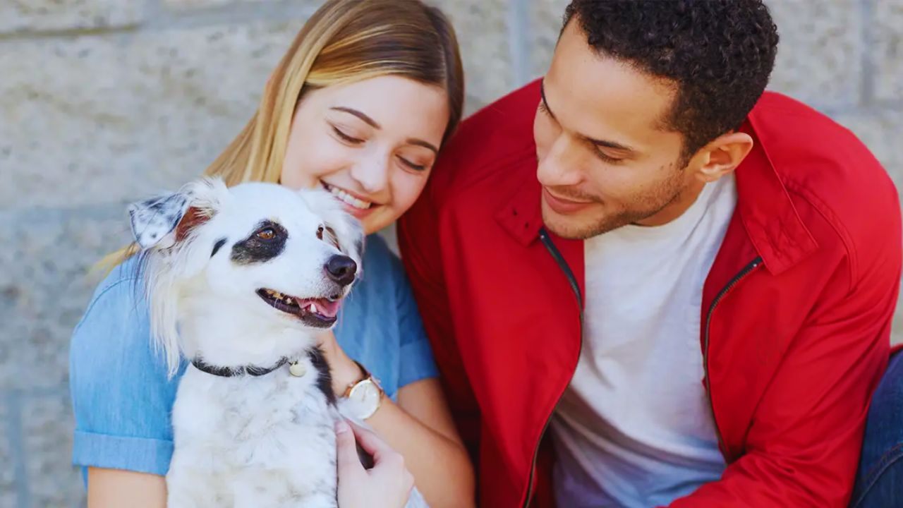 Dogs Available for Adoption: Check Nearby Shelters