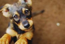 Dogs Available for Adoption: Check Nearby Shelters