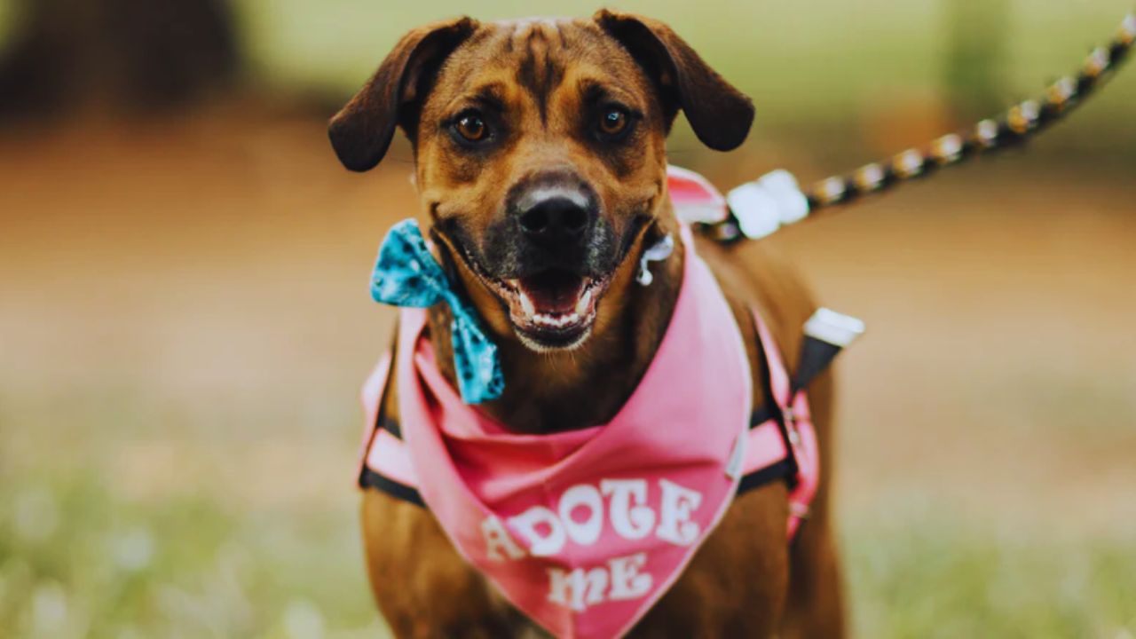 Find Trusted Dog Adoption Listings Nearby: Connect With Local Shelters Easily