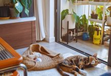 Looking for a Pet-Friendly Rental? Check Available Options