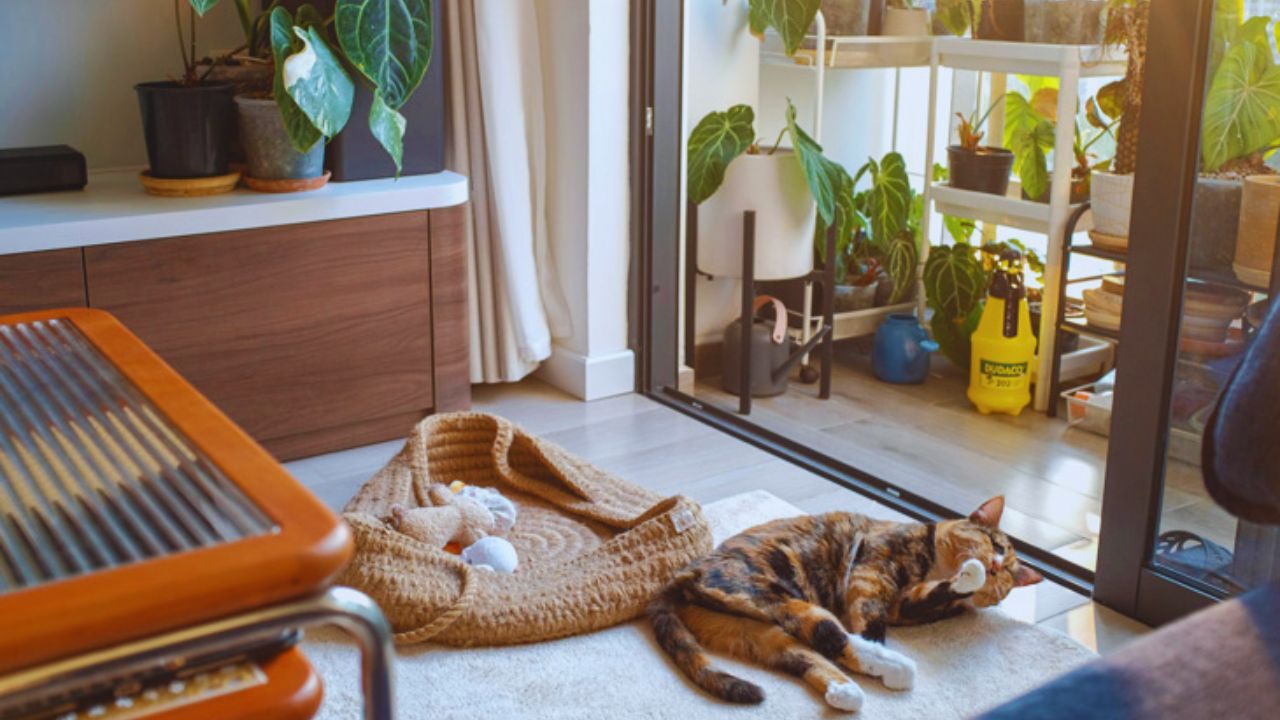 Looking for a Pet-Friendly Rental? Check Available Options